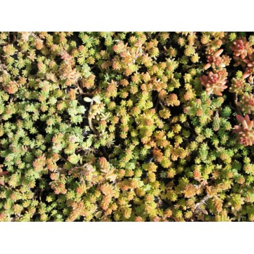 Sedum Sexangulare 